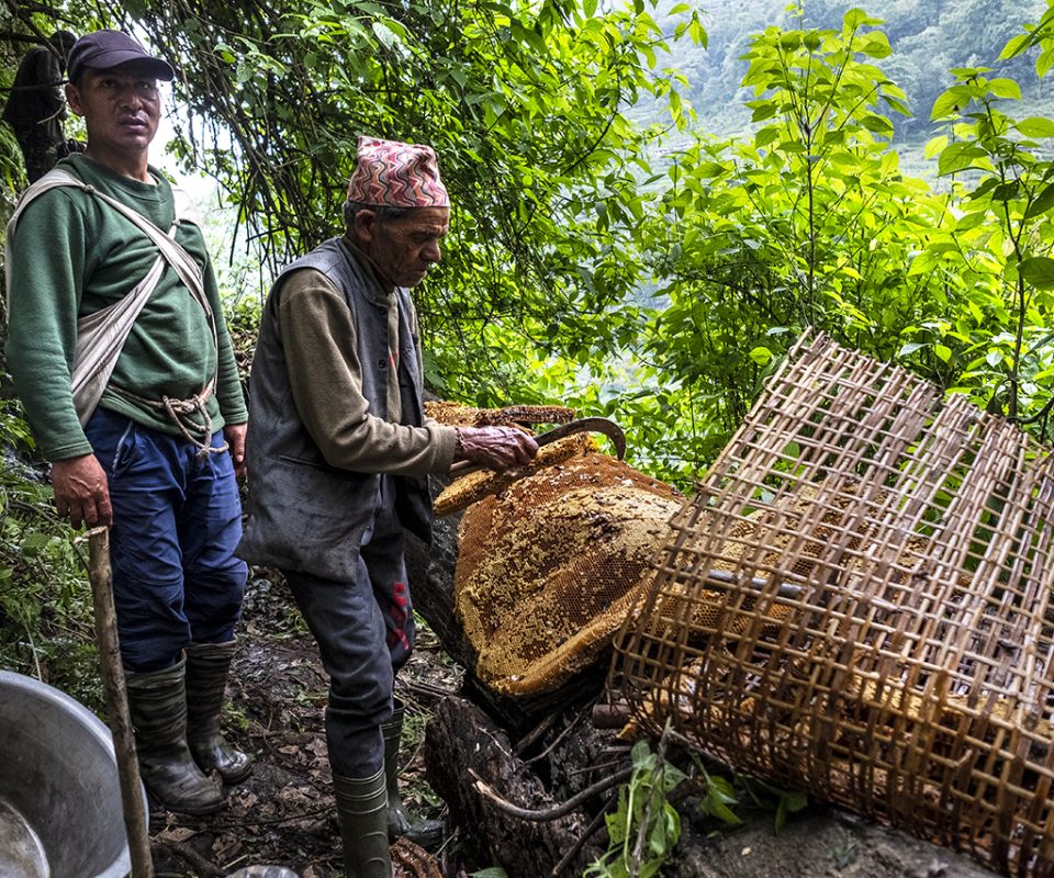 ציידי הדבש משבט הגורונג שבנפאל