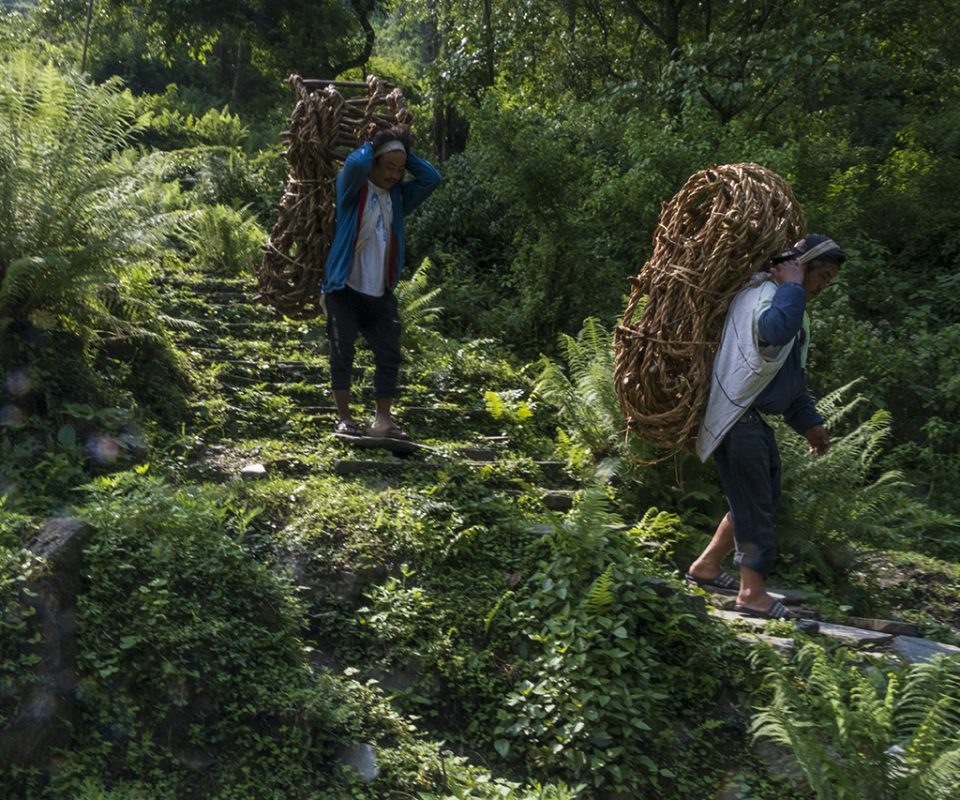 ציידי הדבש משבט הגורונג שבנפאל