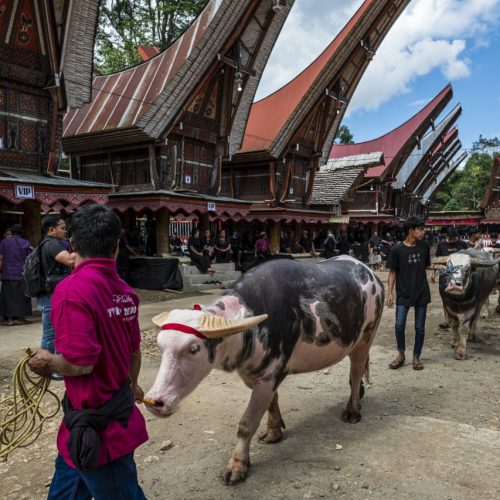 Gold medal – Shared Lives in Toraja Tribe