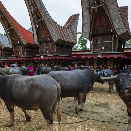 Gold medal – Shared Lives in Toraja Tribe