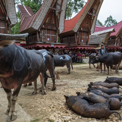 Gold medal – Shared Lives in Toraja Tribe