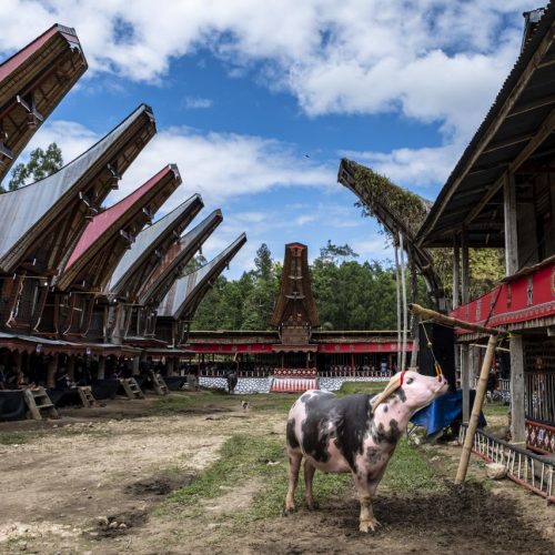 Gold medal – Shared Lives in Toraja Tribe