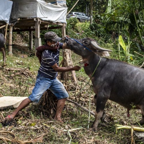 Gold medal – Shared Lives in Toraja Tribe