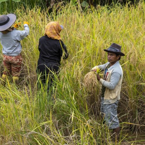 Gold medal – Shared Lives in Toraja Tribe