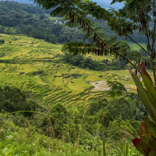 Gold medal – Shared Lives in Toraja Tribe