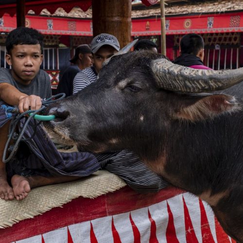 Gold medal – Shared Lives in Toraja Tribe