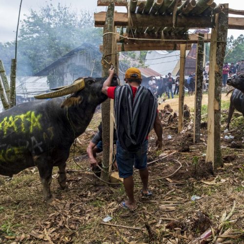 Gold medal – Shared Lives in Toraja Tribe