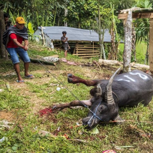 Gold medal – Shared Lives in Toraja Tribe